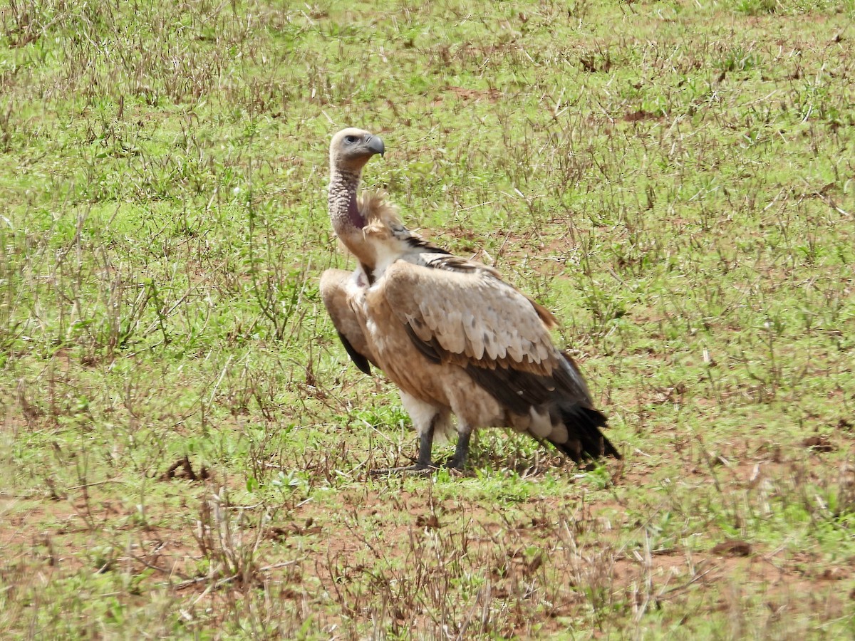 White-backed Vulture - ML646947031