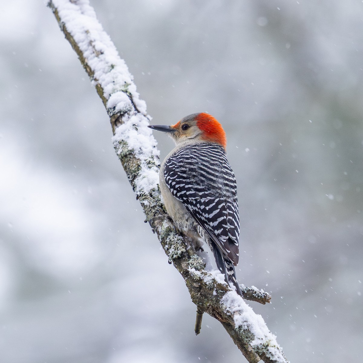 Red-bellied Woodpecker - ML646947035