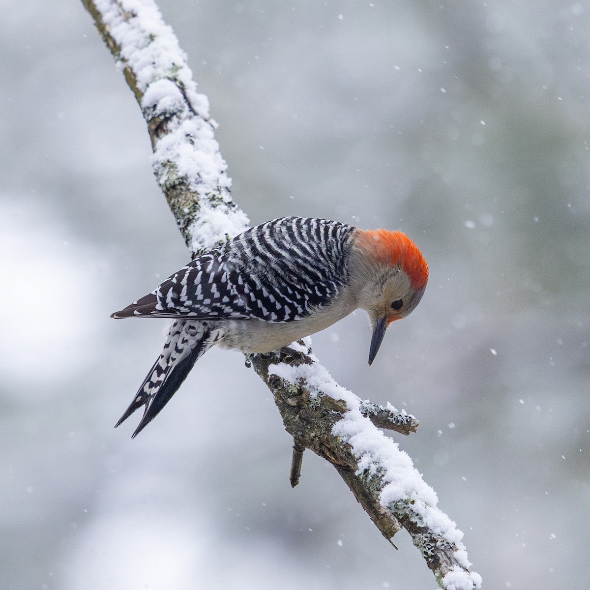 Red-bellied Woodpecker - ML646947036