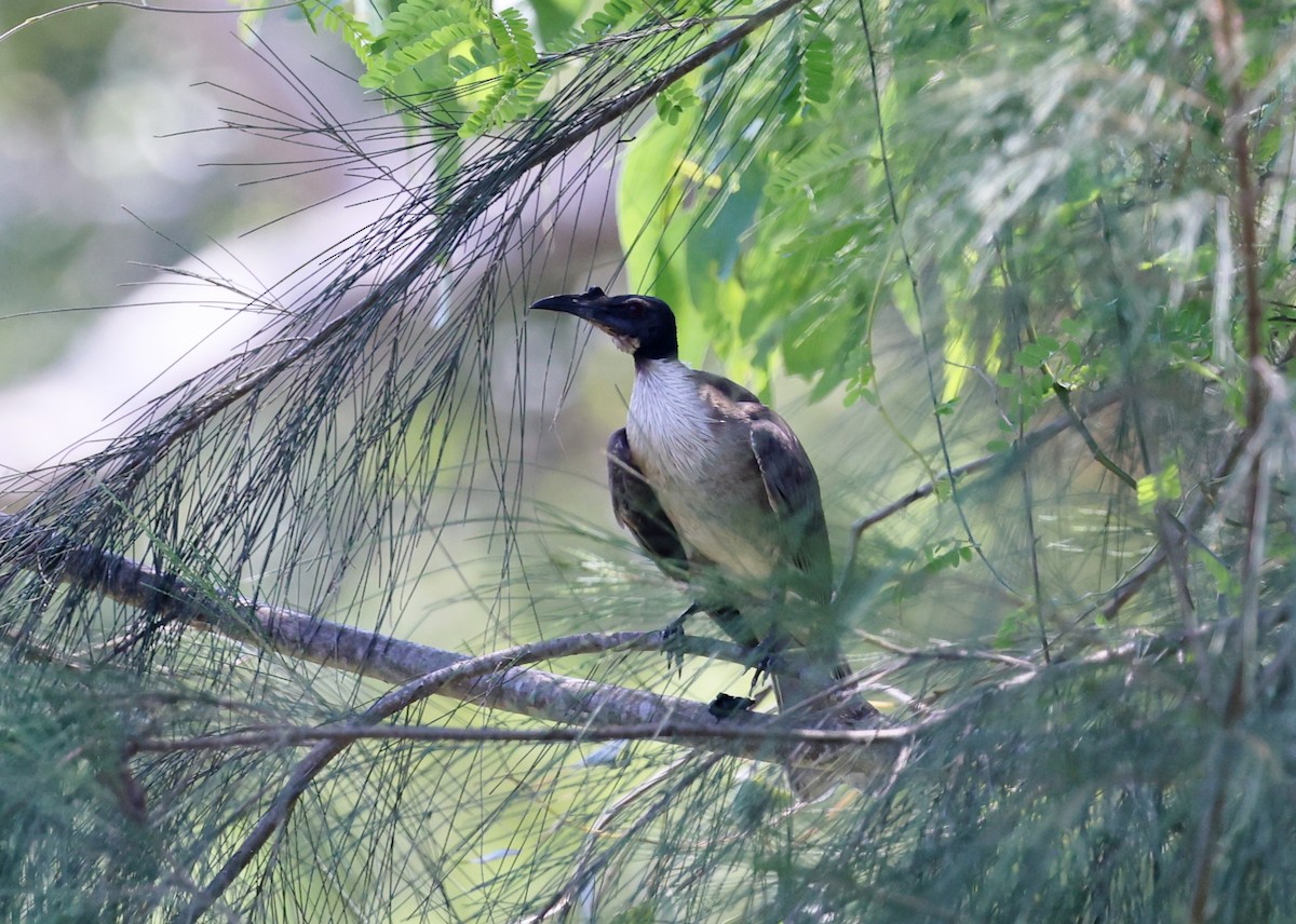Noisy Friarbird - ML646947044