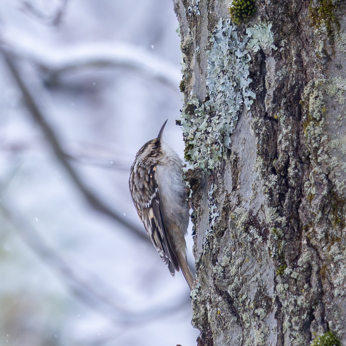 Brown Creeper - ML646947045