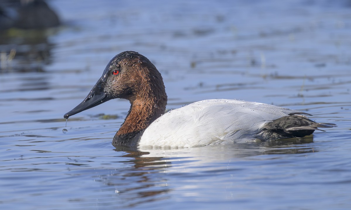 Fuligule à dos blanc - ML646947047