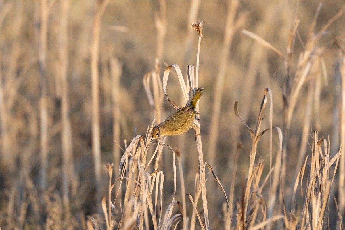 Common Yellowthroat - ML646947048