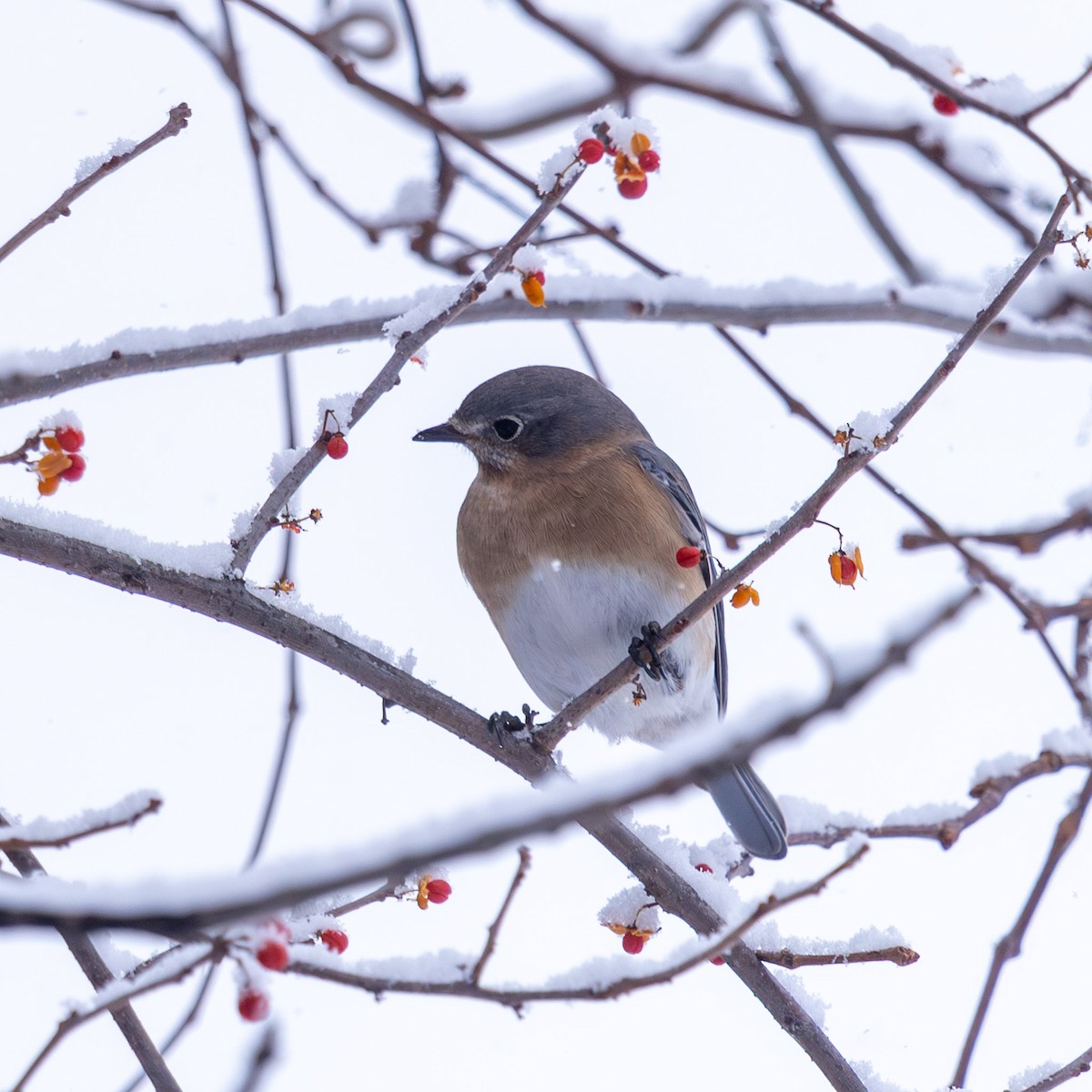 Eastern Bluebird - ML646947049