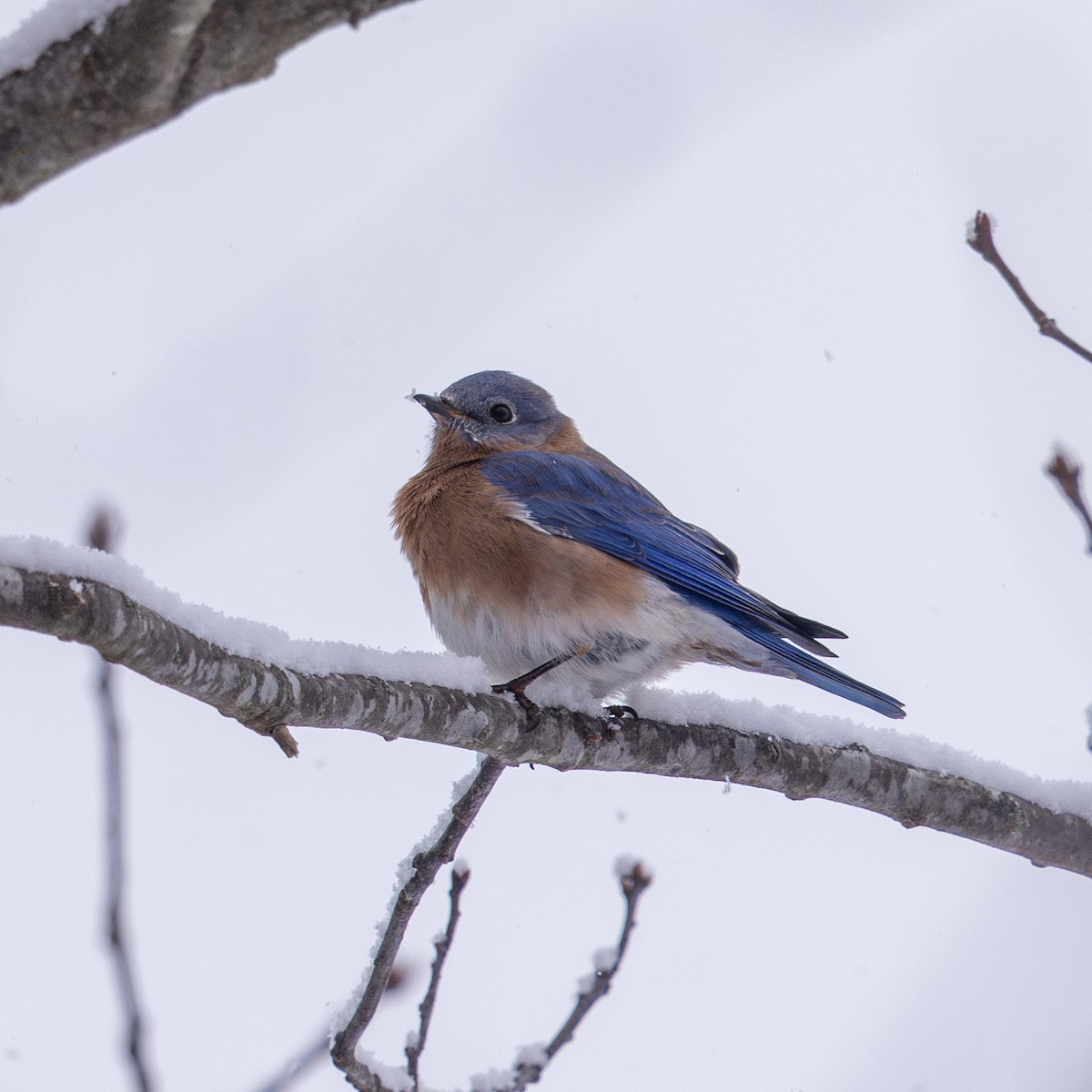 Eastern Bluebird - ML646947050