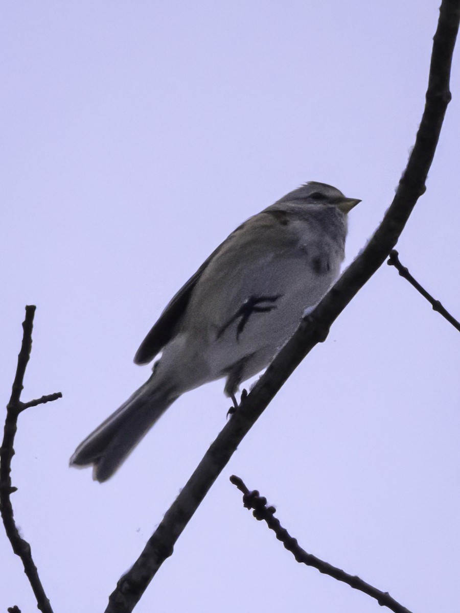 American Tree Sparrow - ML646947051
