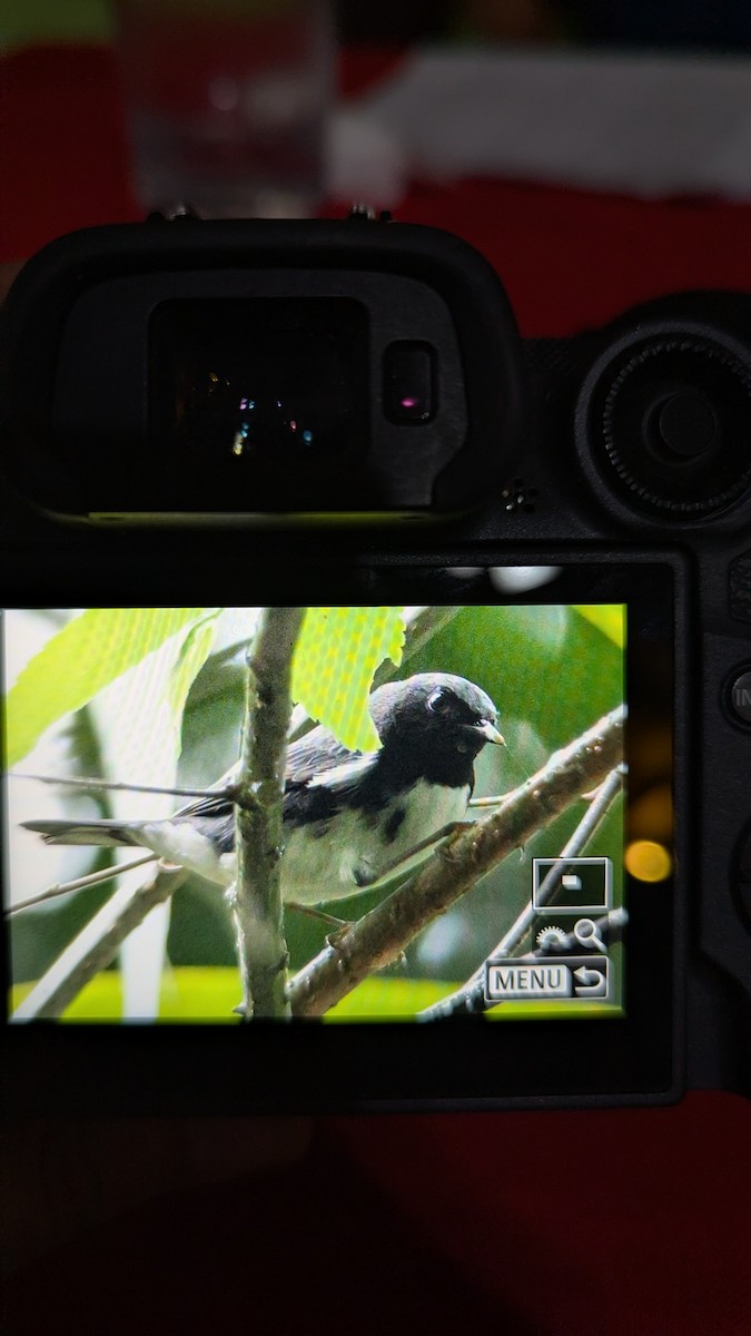 lesňáček modrohřbetý - ML646947055