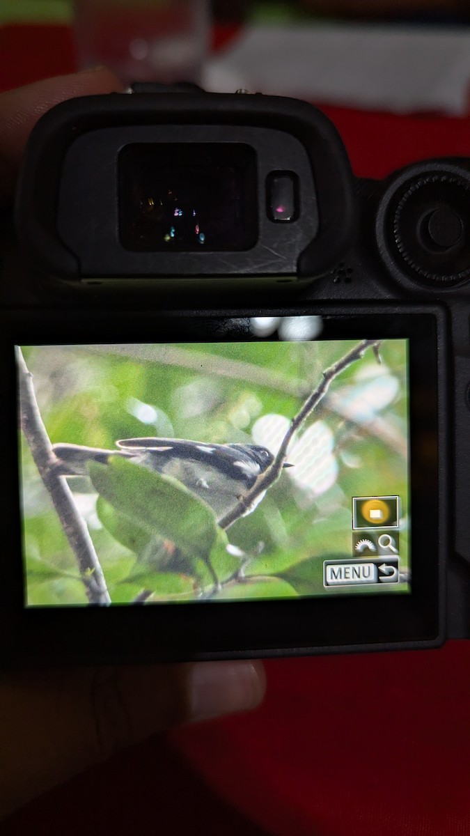 lesňáček modrohřbetý - ML646947056