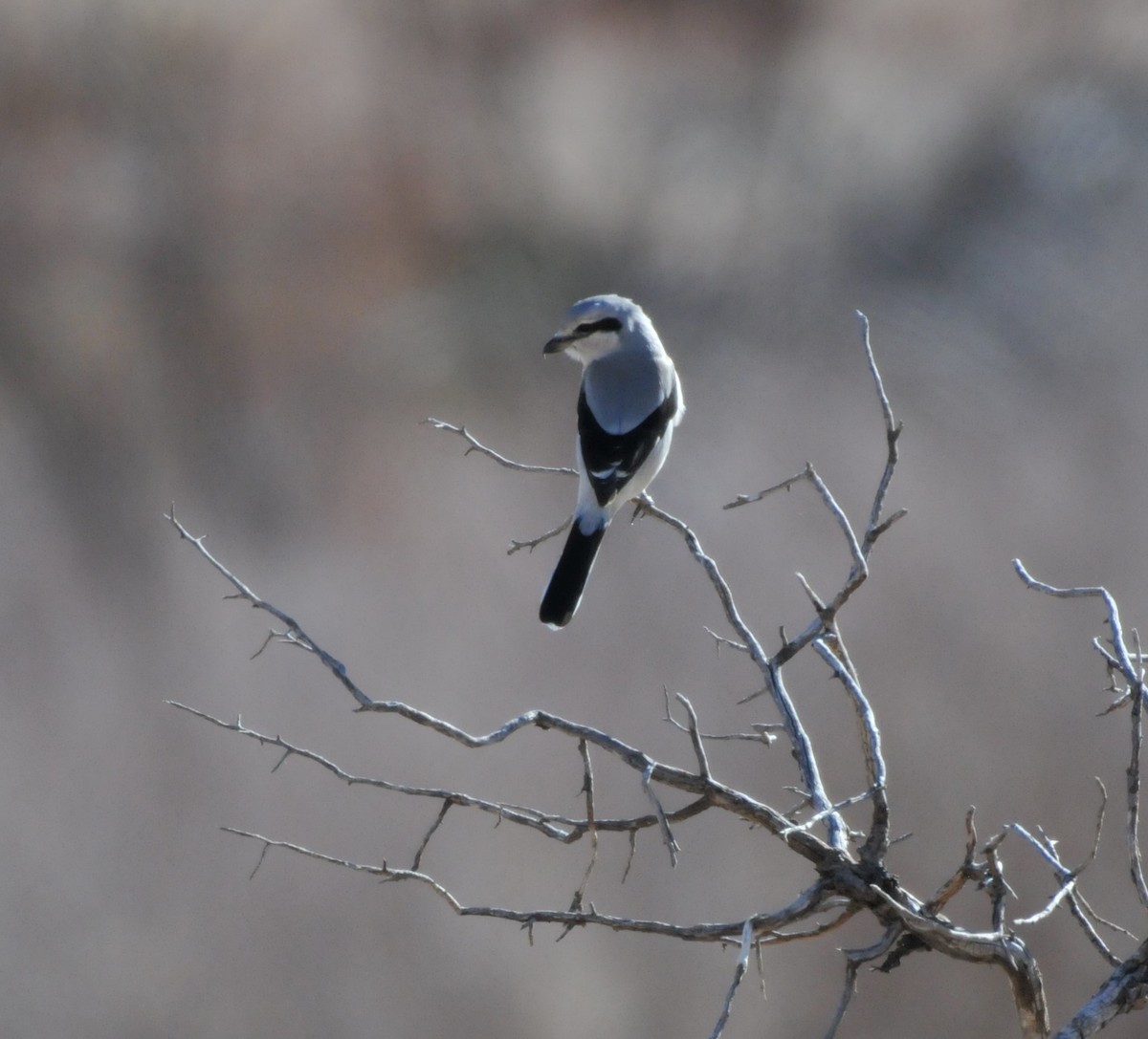 ťuhýk severní - ML646947061