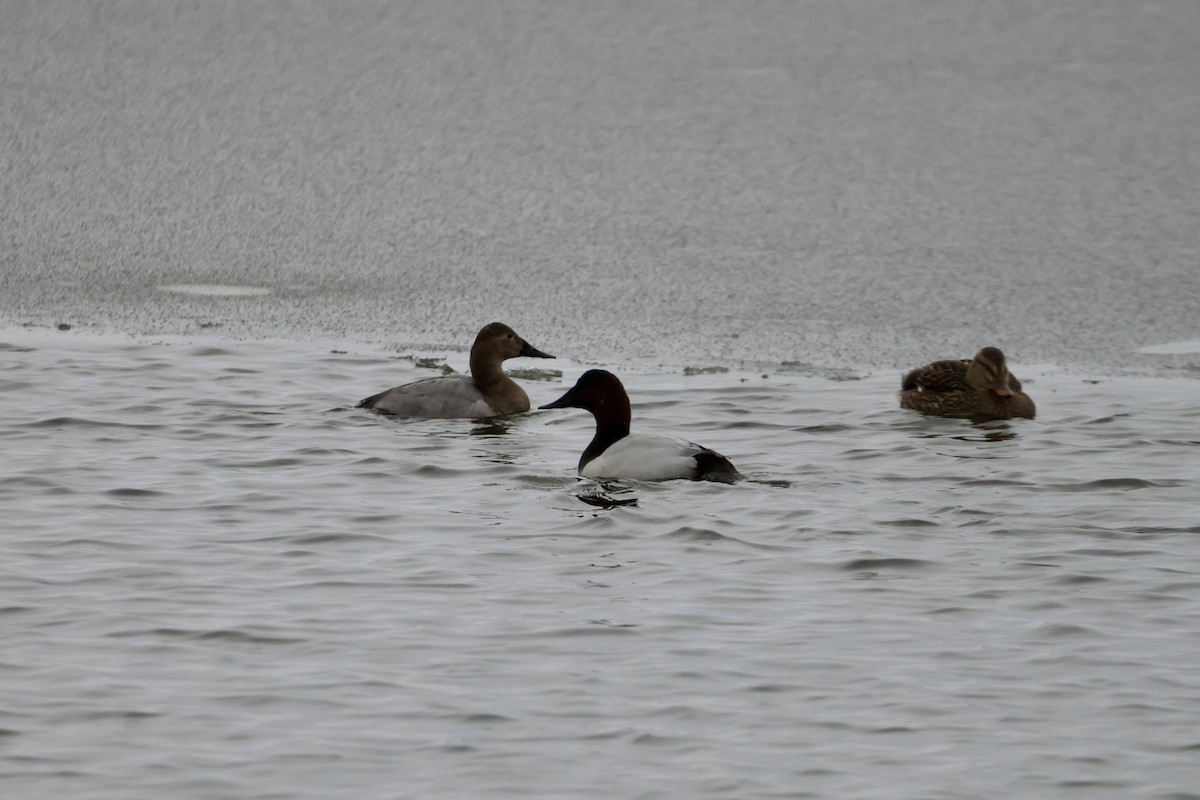 Fuligule à dos blanc - ML646947062