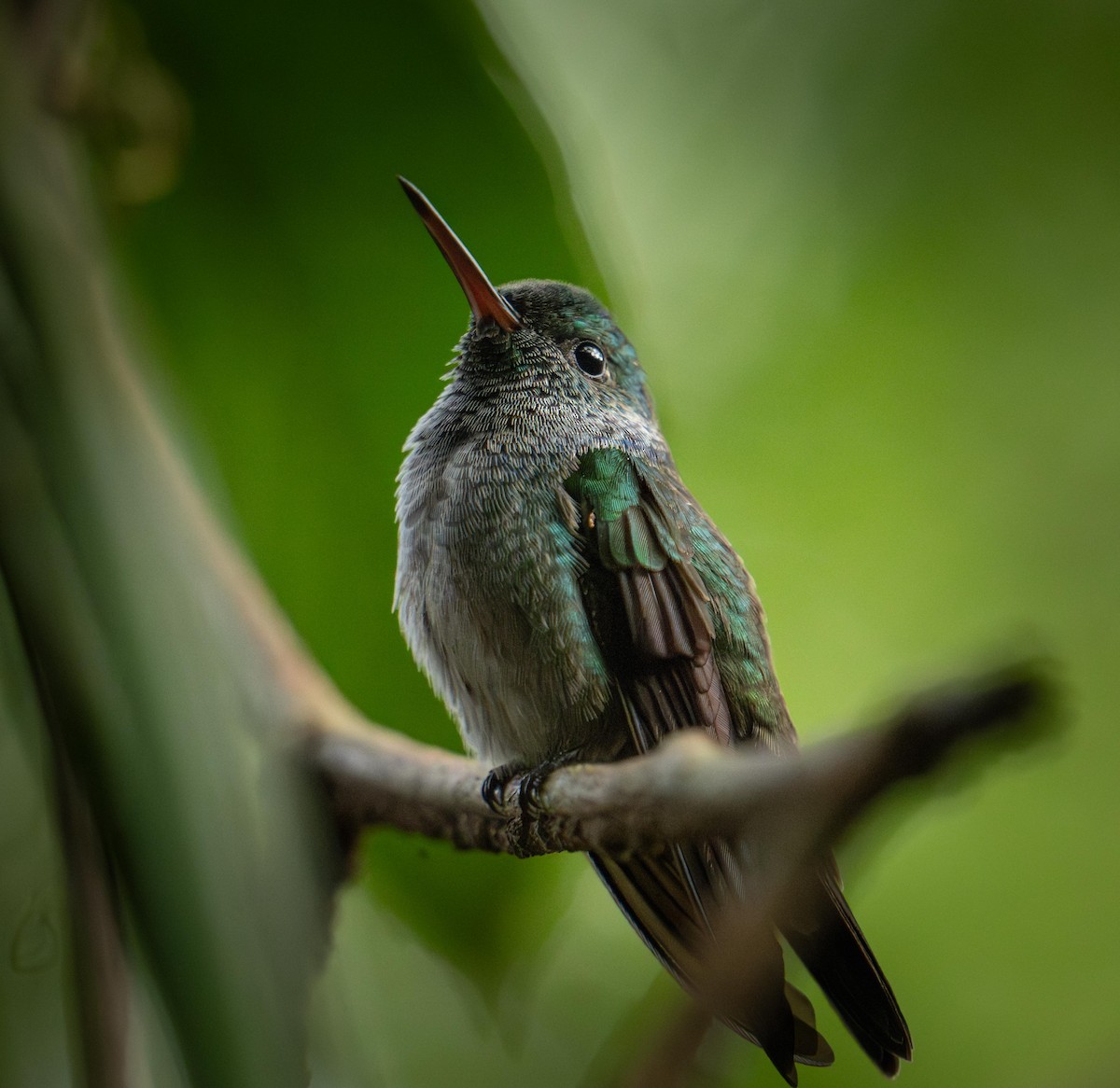 Blue-chested Hummingbird - ML646947065