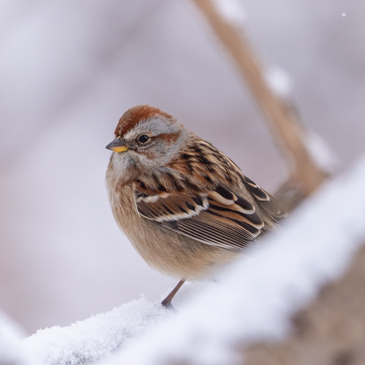 American Tree Sparrow - ML646947069