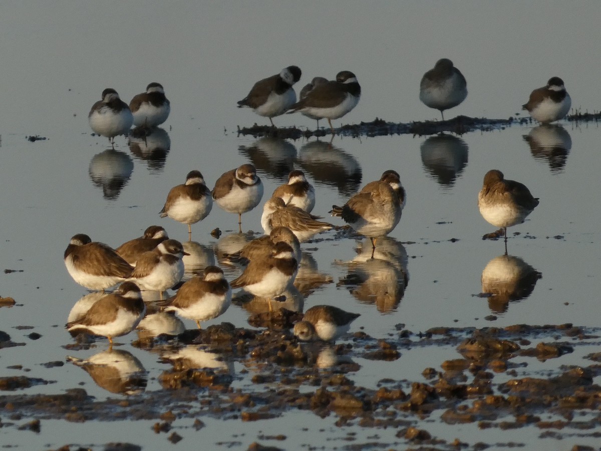 Chorlitejo Semipalmeado - ML646947073