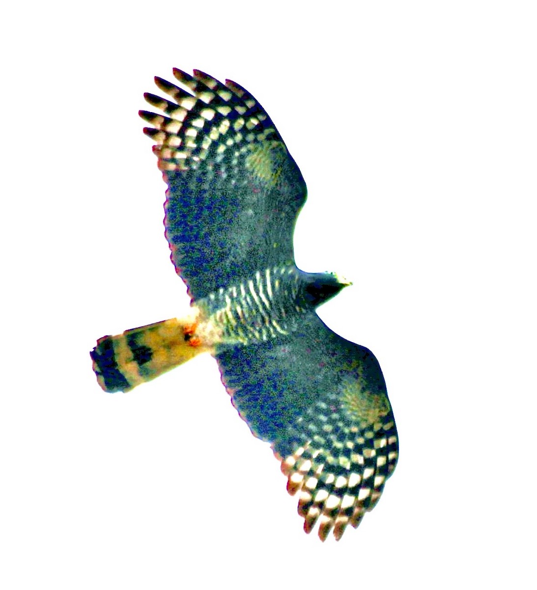 Hook-billed Kite - ML646947080