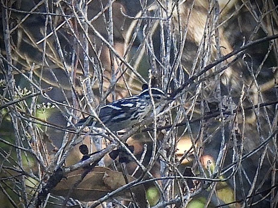 Black-and-white Warbler - ML646947083