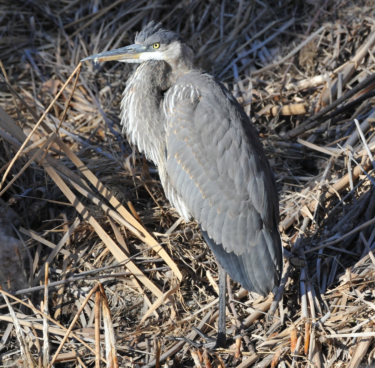 volavka velká - ML646947084