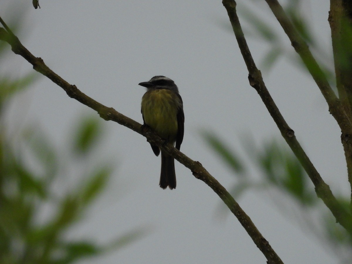 Tyran à ventre d'or - ML646947086