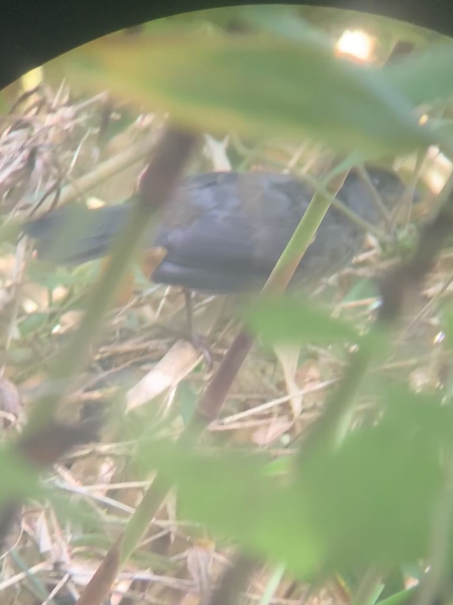 Cuzco Brushfinch - ML646947087
