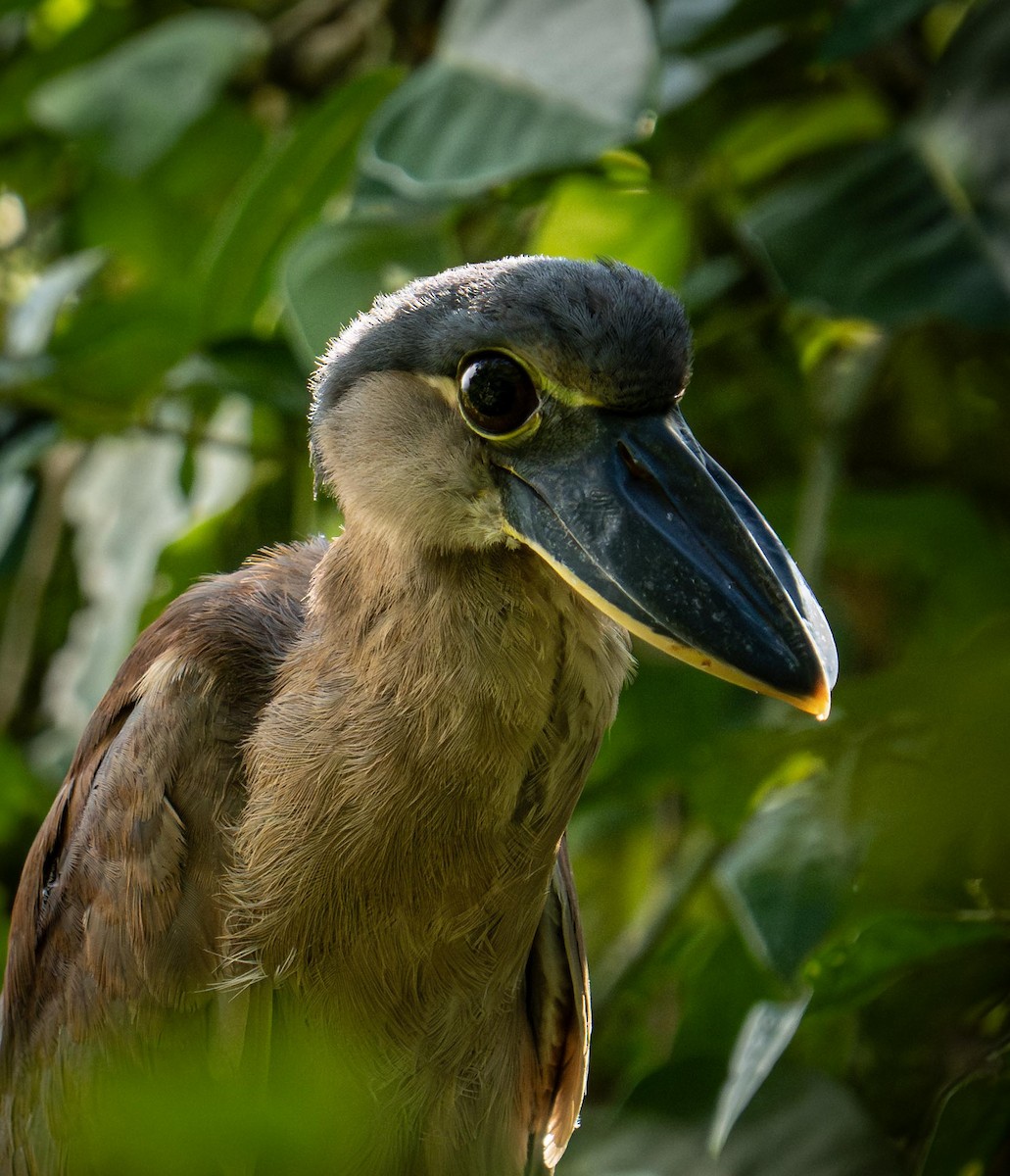 Boat-billed Heron - ML646947090