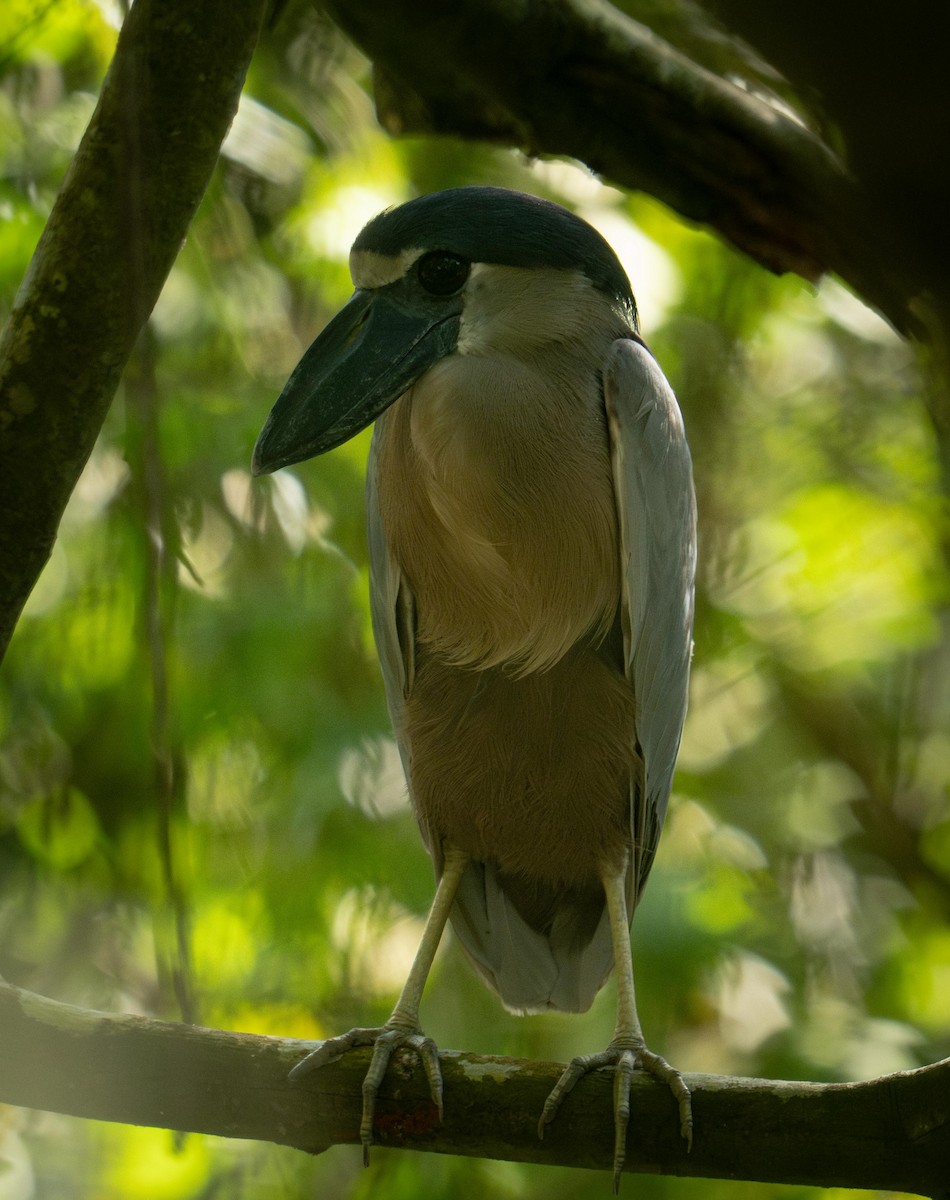 Boat-billed Heron - ML646947091