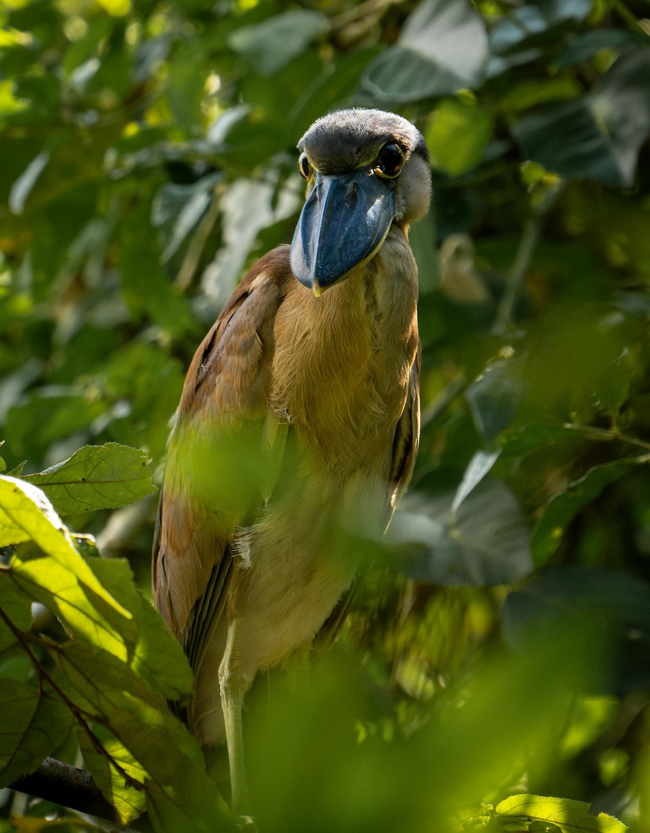 Boat-billed Heron - ML646947092