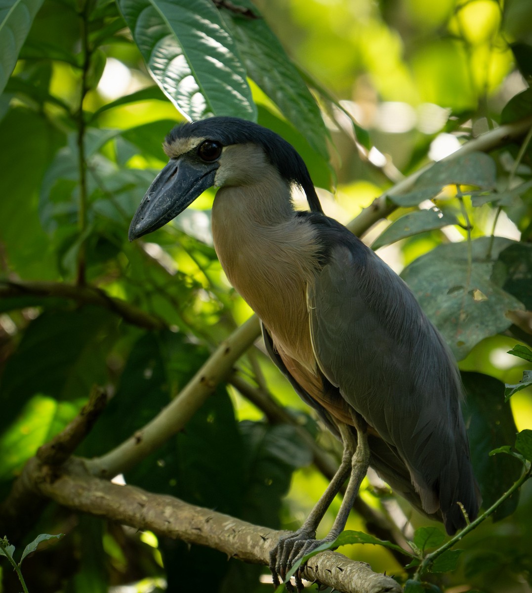 Boat-billed Heron - ML646947093
