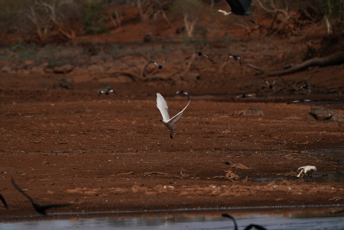 Косар королівський - ML646947094