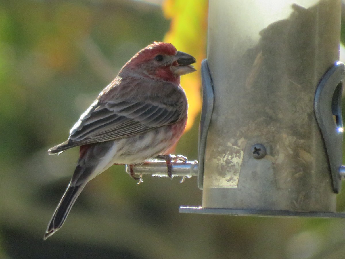 メキシコマシコ - ML646947095