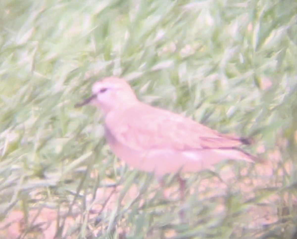 Mountain Plover - ML646947101