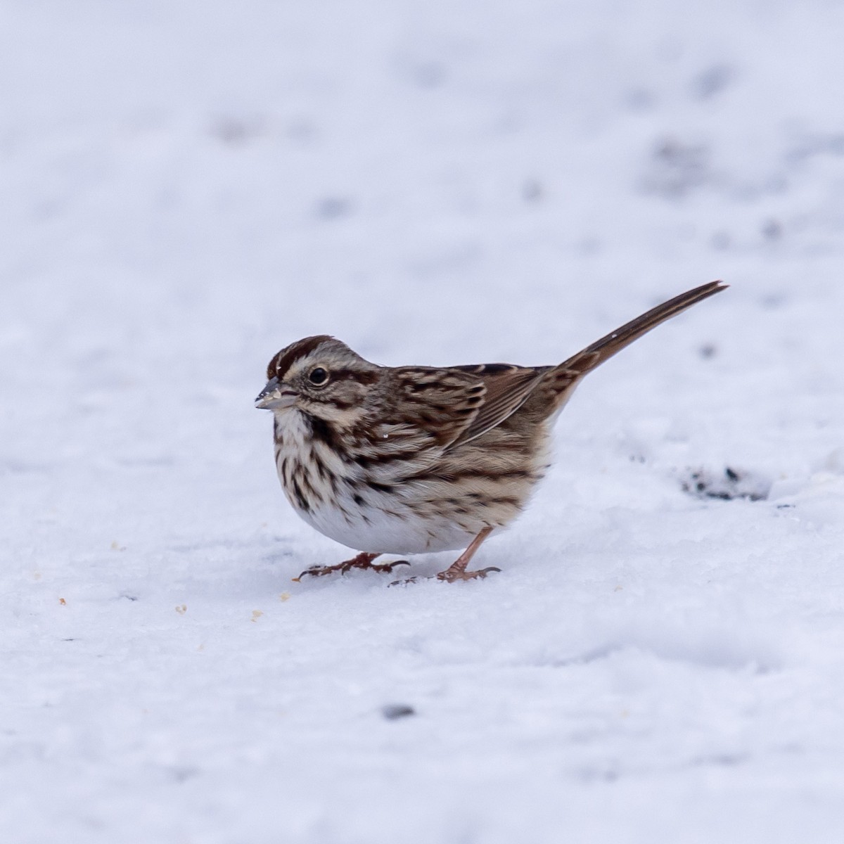 Song Sparrow - ML646947102