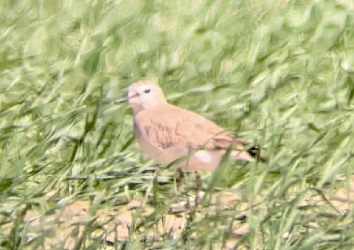 Mountain Plover - ML646947103