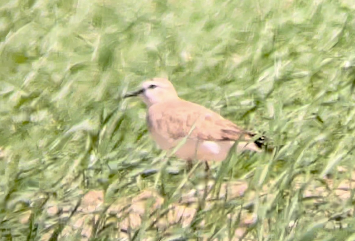 Mountain Plover - ML646947104