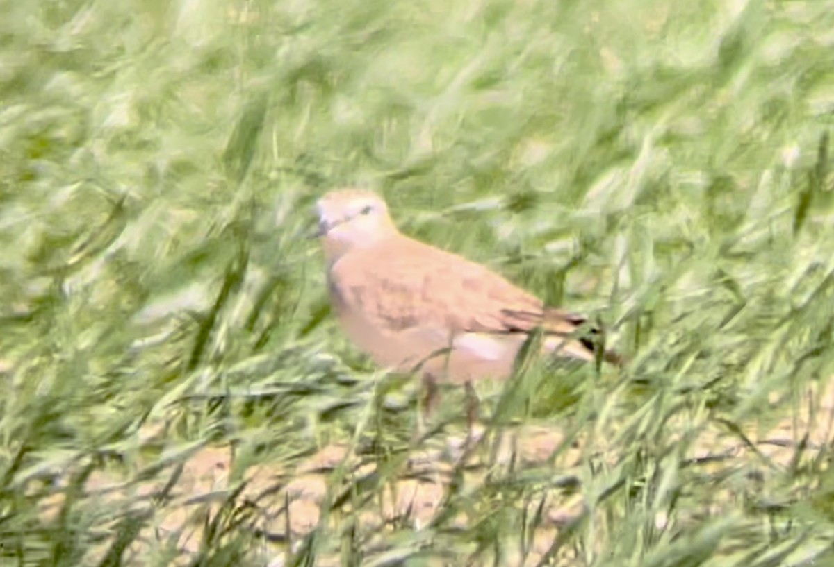 Mountain Plover - ML646947105