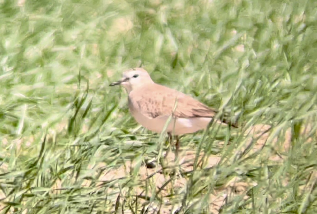 Mountain Plover - ML646947106