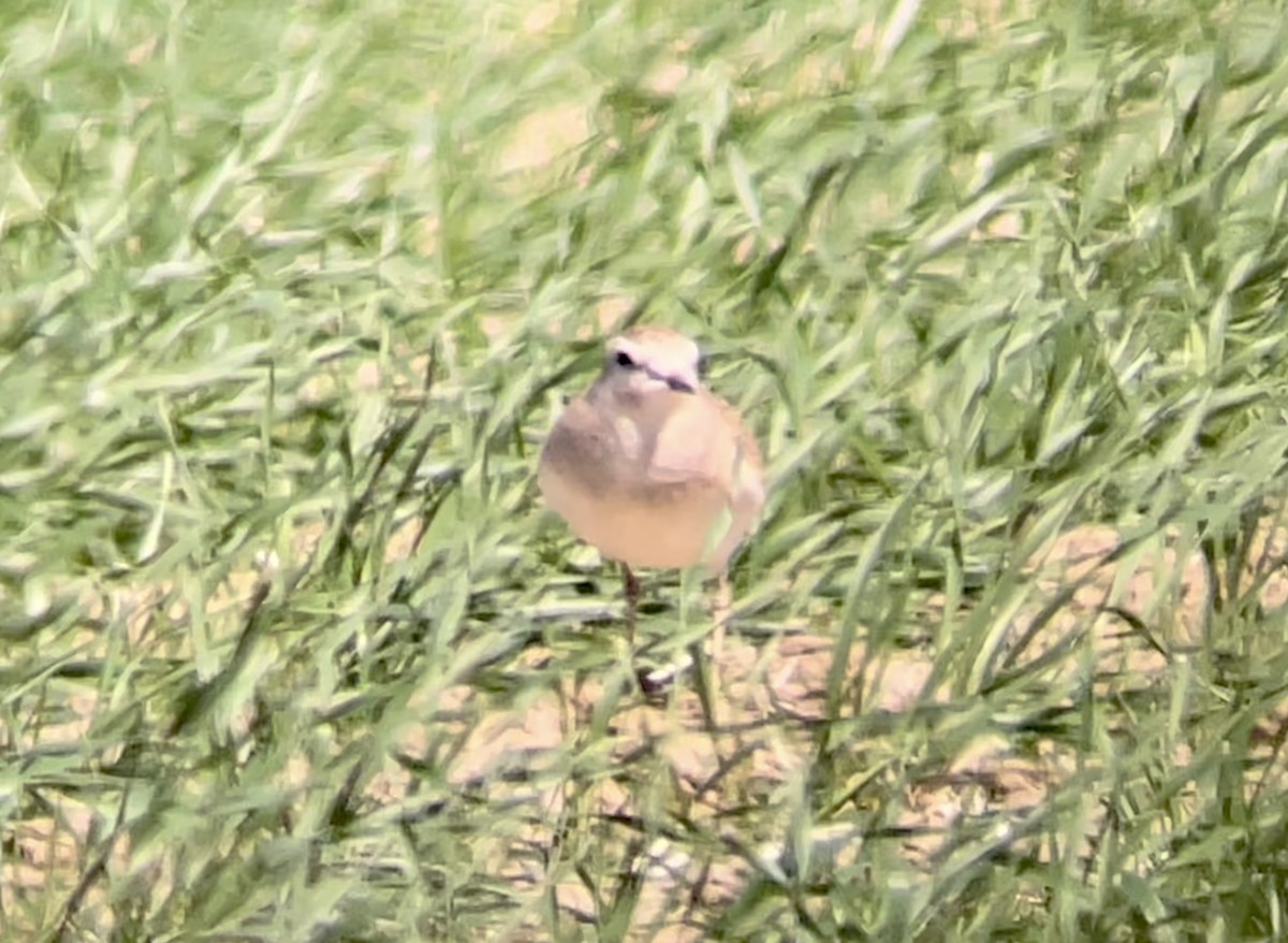 Mountain Plover - ML646947107