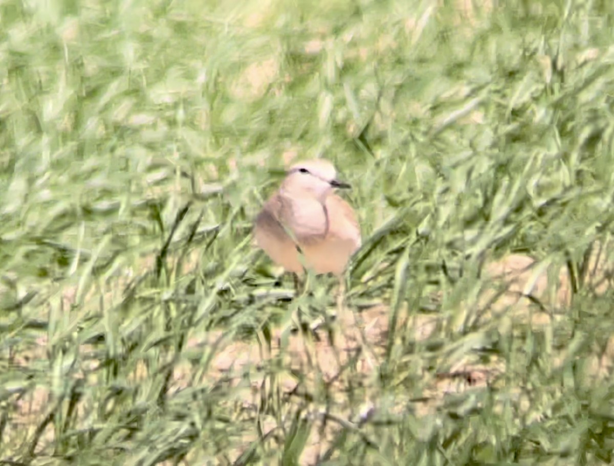 Mountain Plover - ML646947109