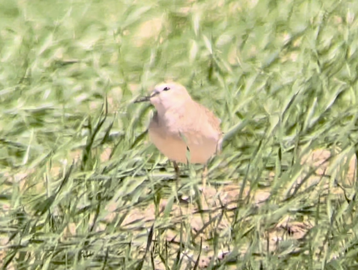 Mountain Plover - ML646947110