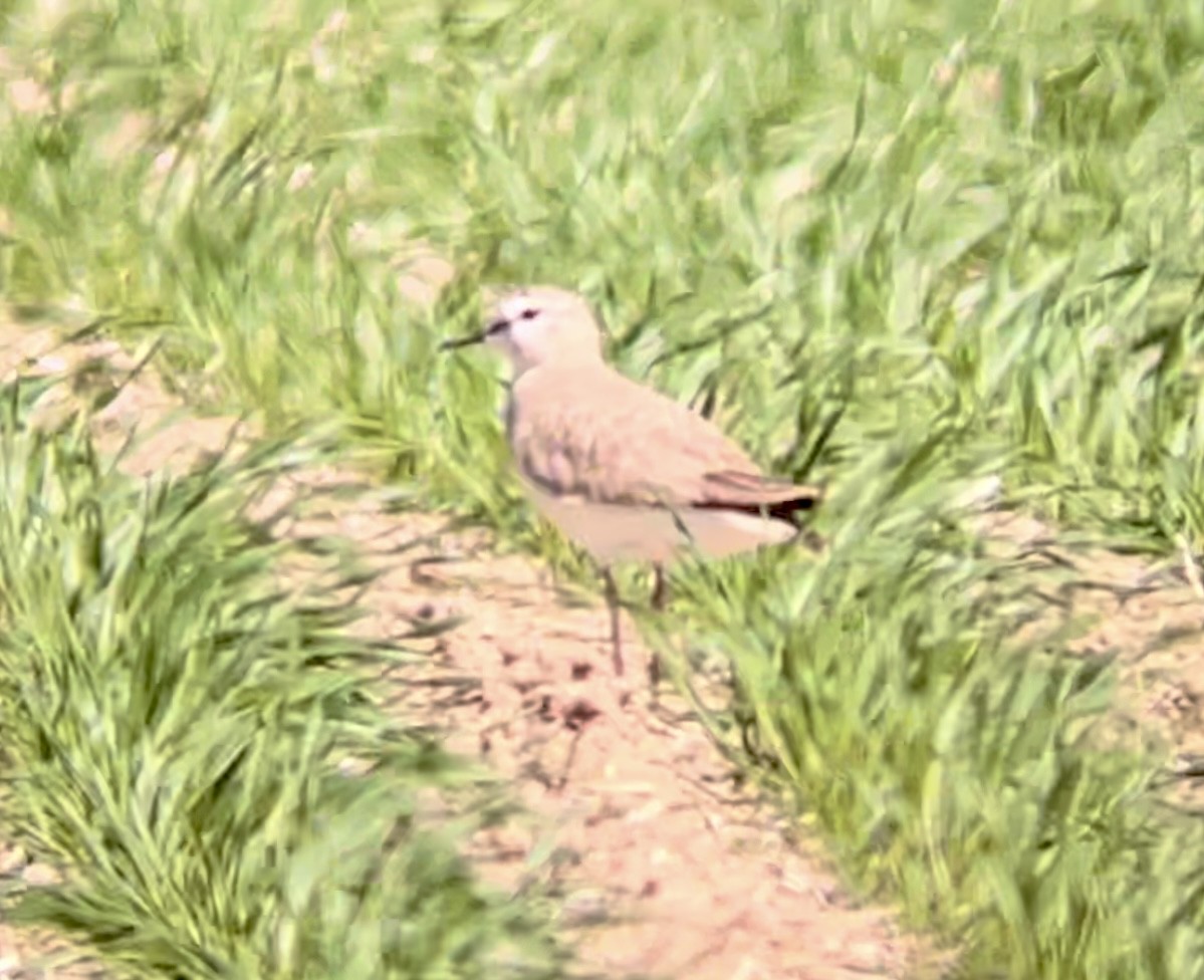 Mountain Plover - ML646947111