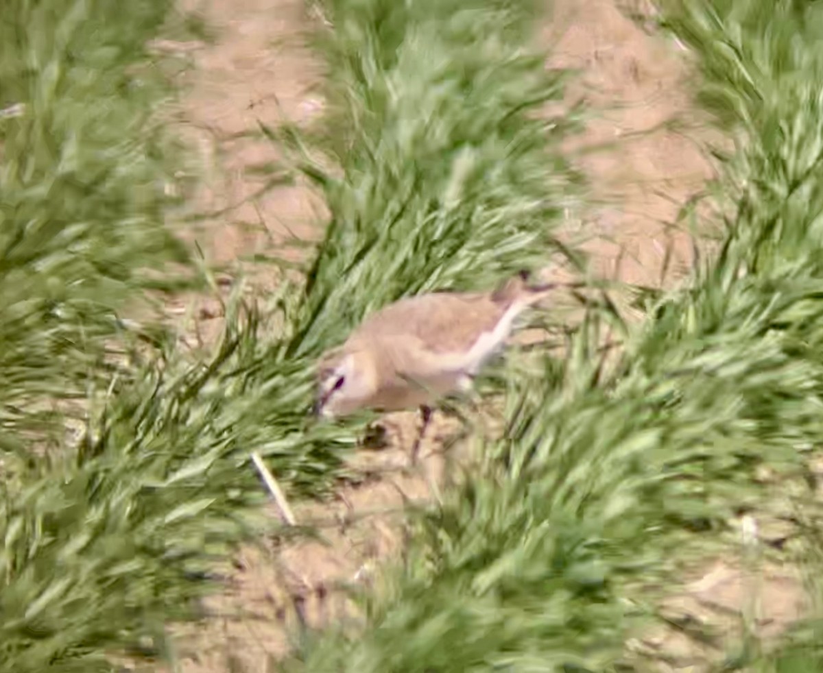 Mountain Plover - ML646947112