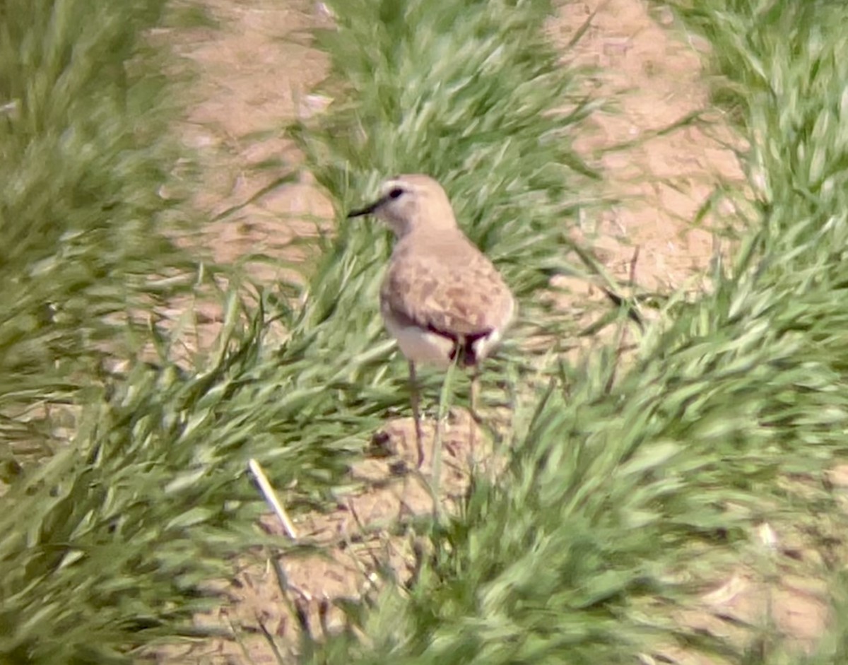 Mountain Plover - ML646947113