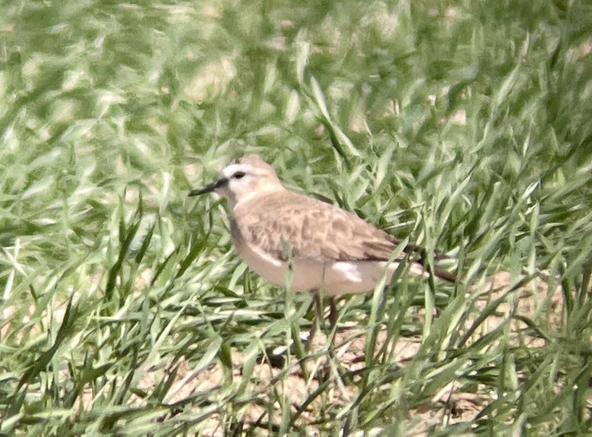 Mountain Plover - ML646947114