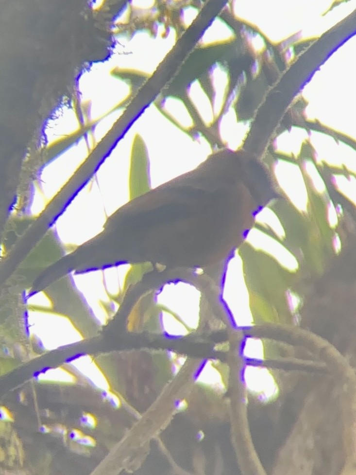 Cinnamon Flycatcher - ML646947122