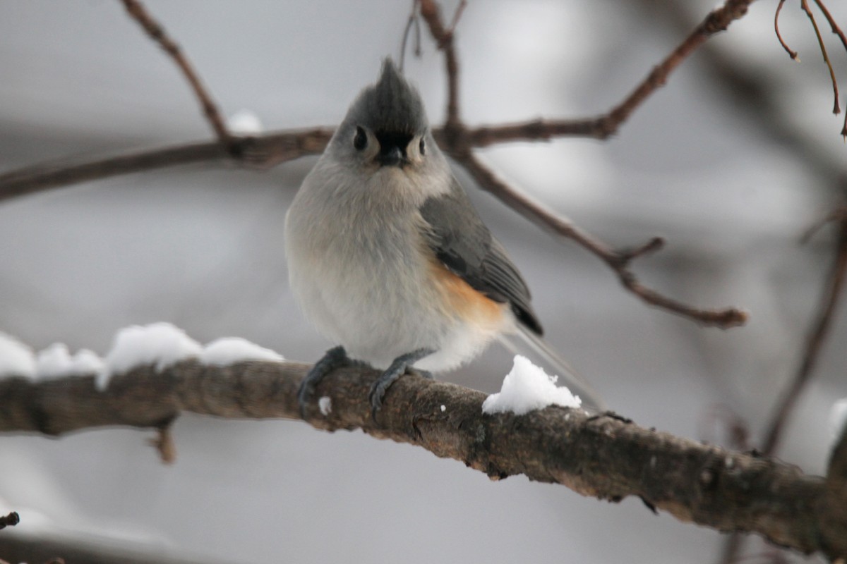 Tufted Titmouse - ML646947124