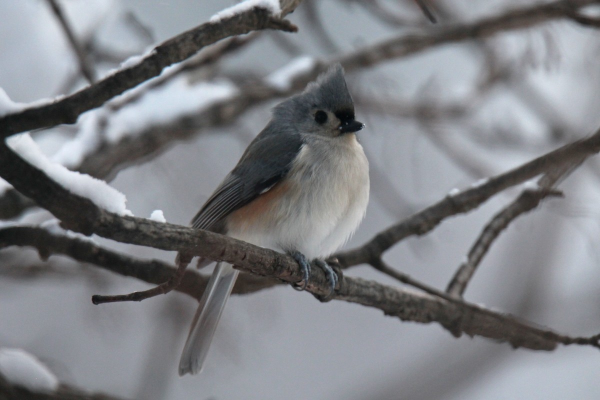 Tufted Titmouse - ML646947125
