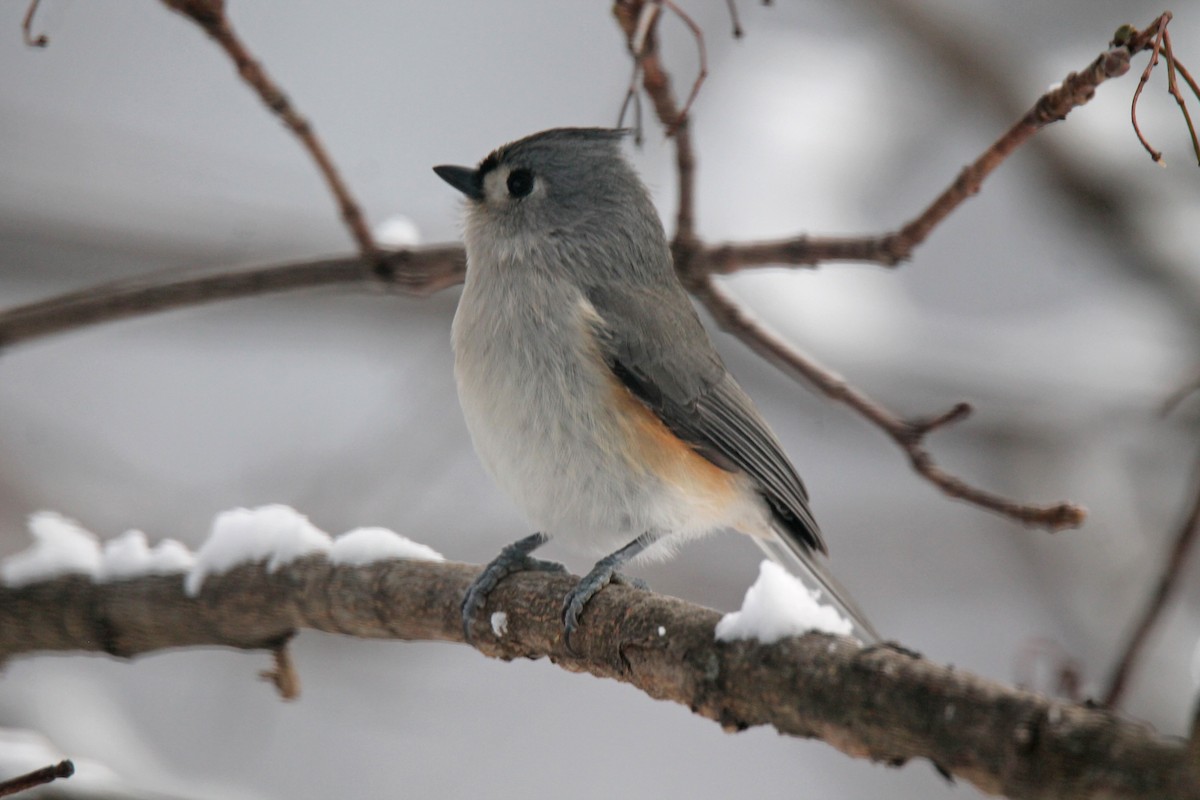Tufted Titmouse - ML646947126