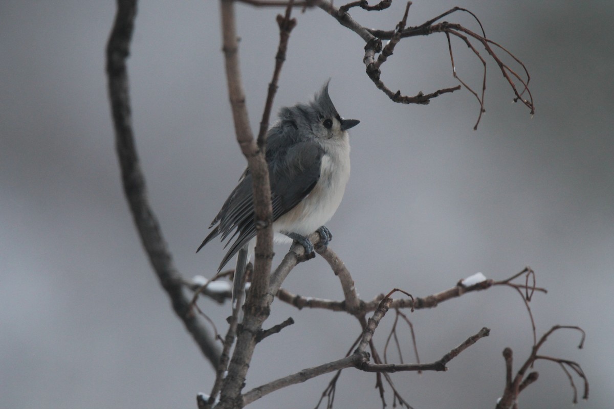 Tufted Titmouse - ML646947127