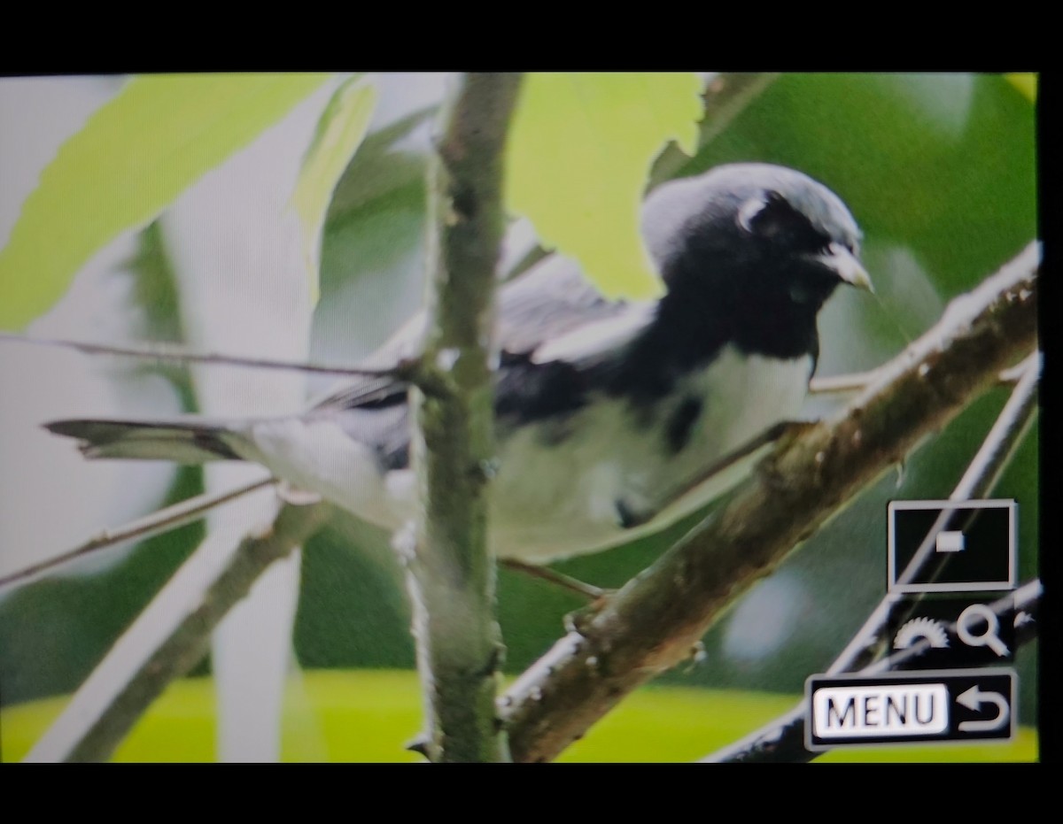 lesňáček modrohřbetý - ML646947128