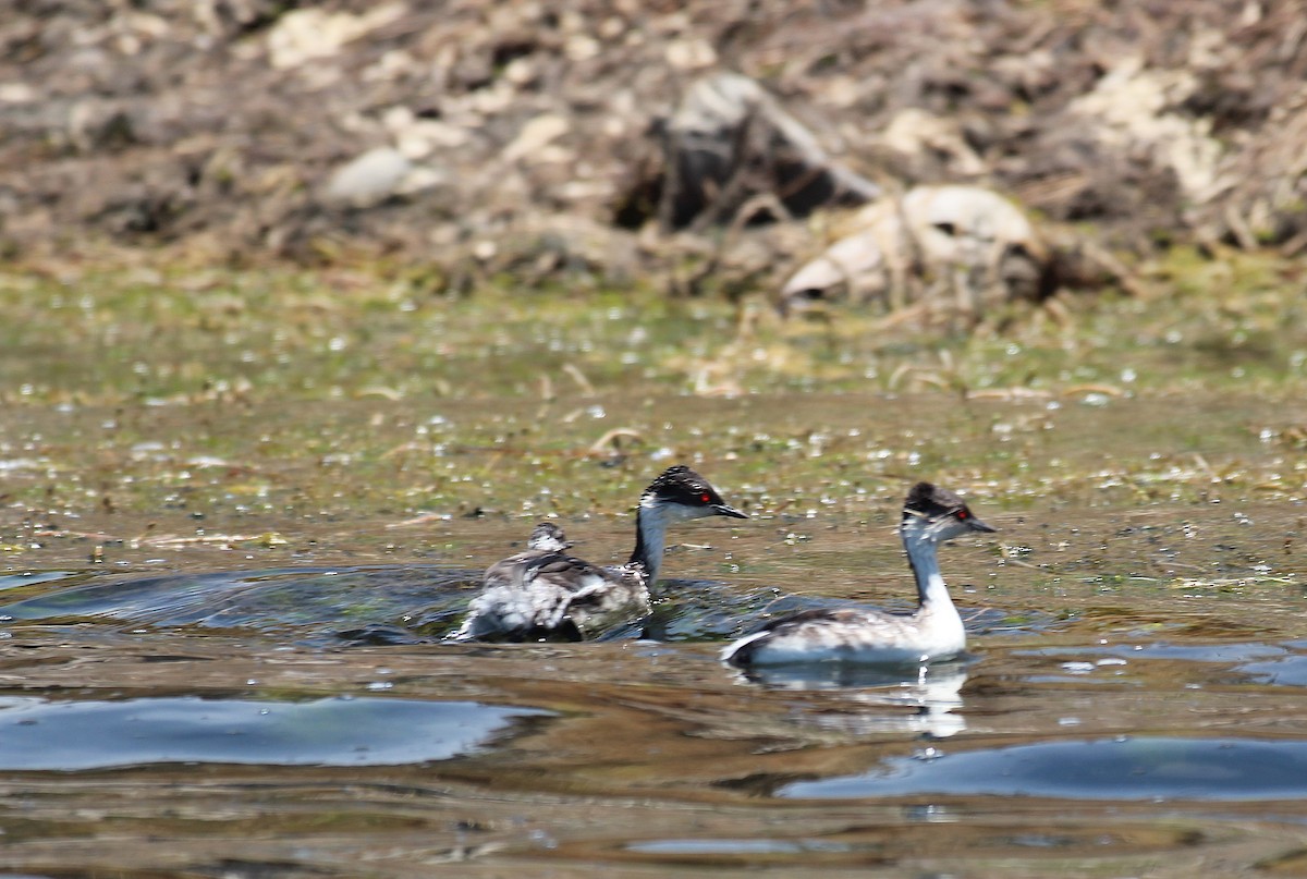 Silvery Grebe - ML646947141