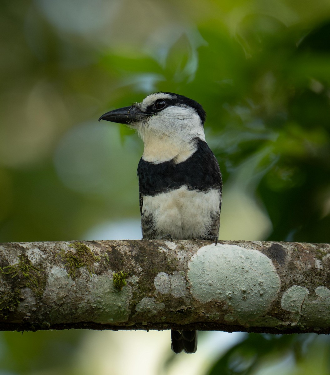 White-necked Puffbird - ML646947143