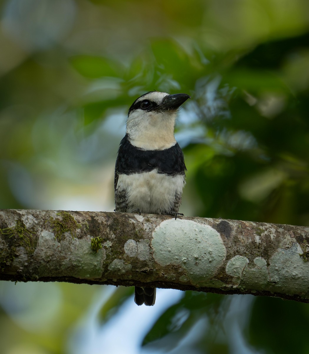 White-necked Puffbird - ML646947144